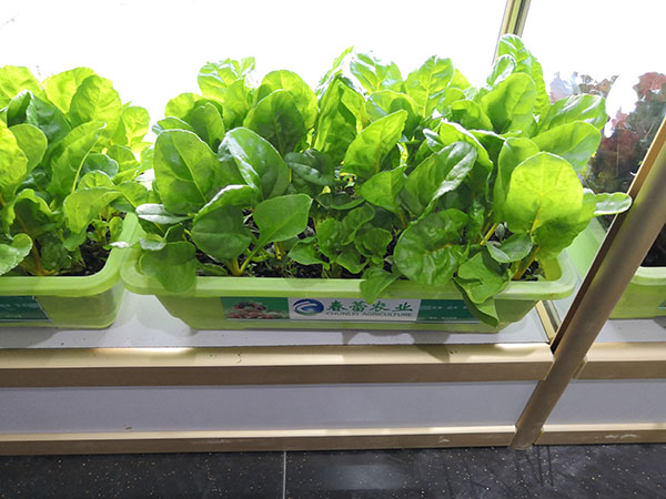 有機根達(dá)菜