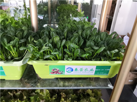 有機烏塌菜