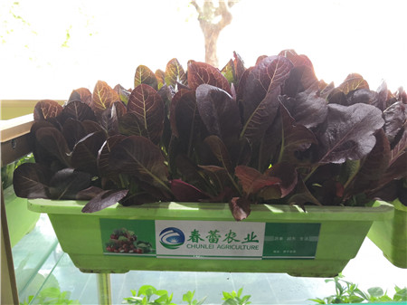 有機香麥菜