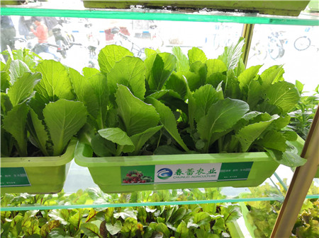 有機小白菜