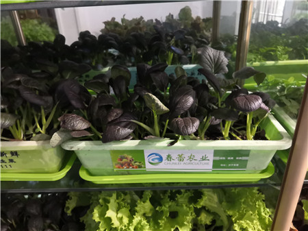 有機紫油菜
